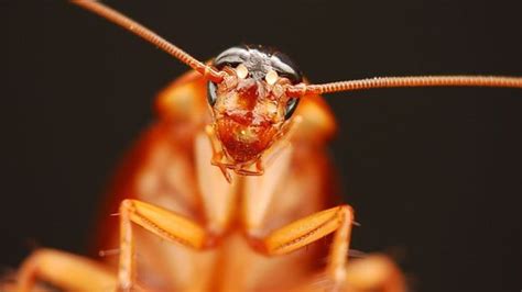cockroach change skin|Cockroaches: The insect we're programmed to fear.